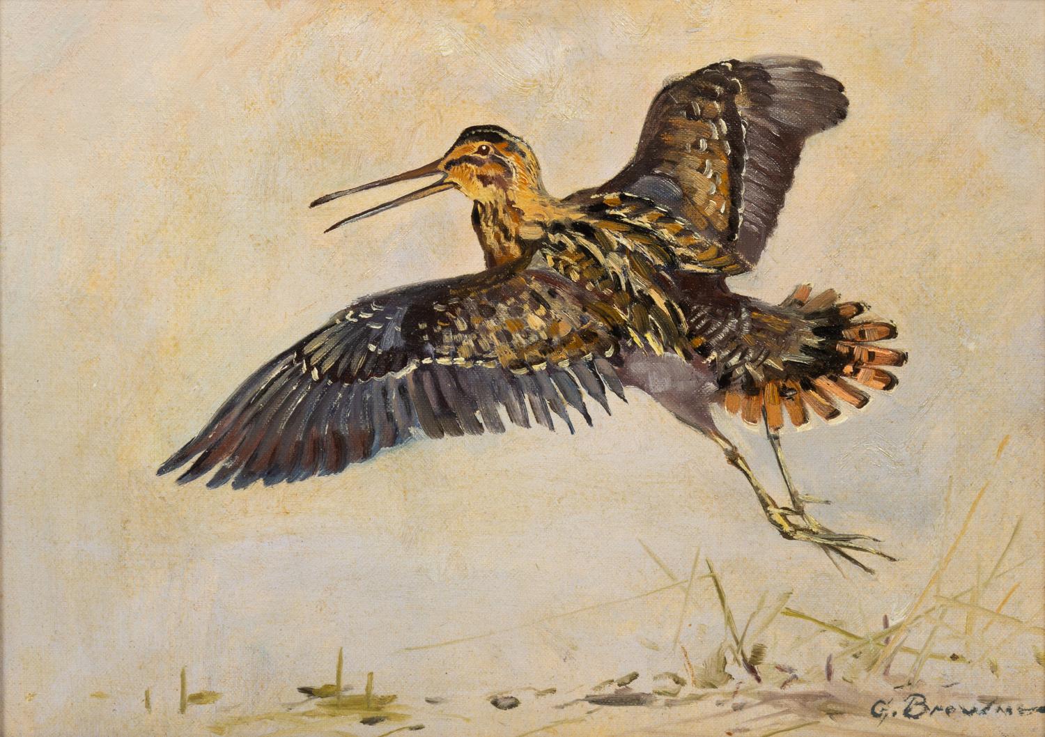 Snipe