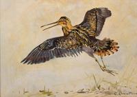 Snipe