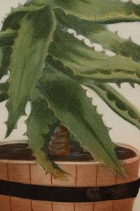 Four Hand-Colored Botanical Engravings after Johann Wilhelm Weinmann (German, 1683-1741)