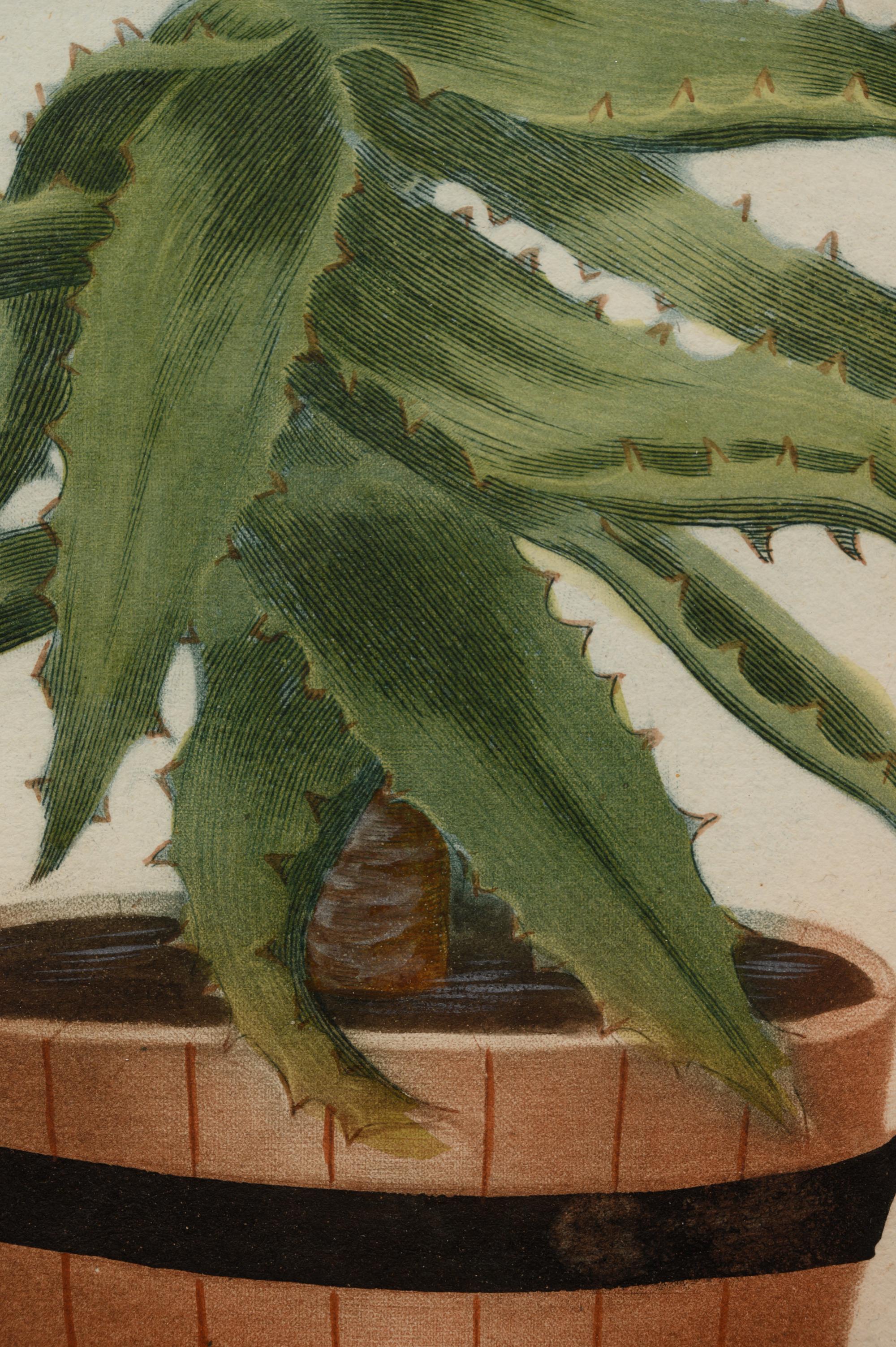 Four Hand-Colored Botanical Engravings after Johann Wilhelm Weinmann (German, 1683-1741)