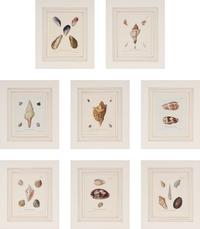 A Set of Eight Hand-Colored Engravings of Shell Specimens by Wolfgang Knorr (German, 18th Century)