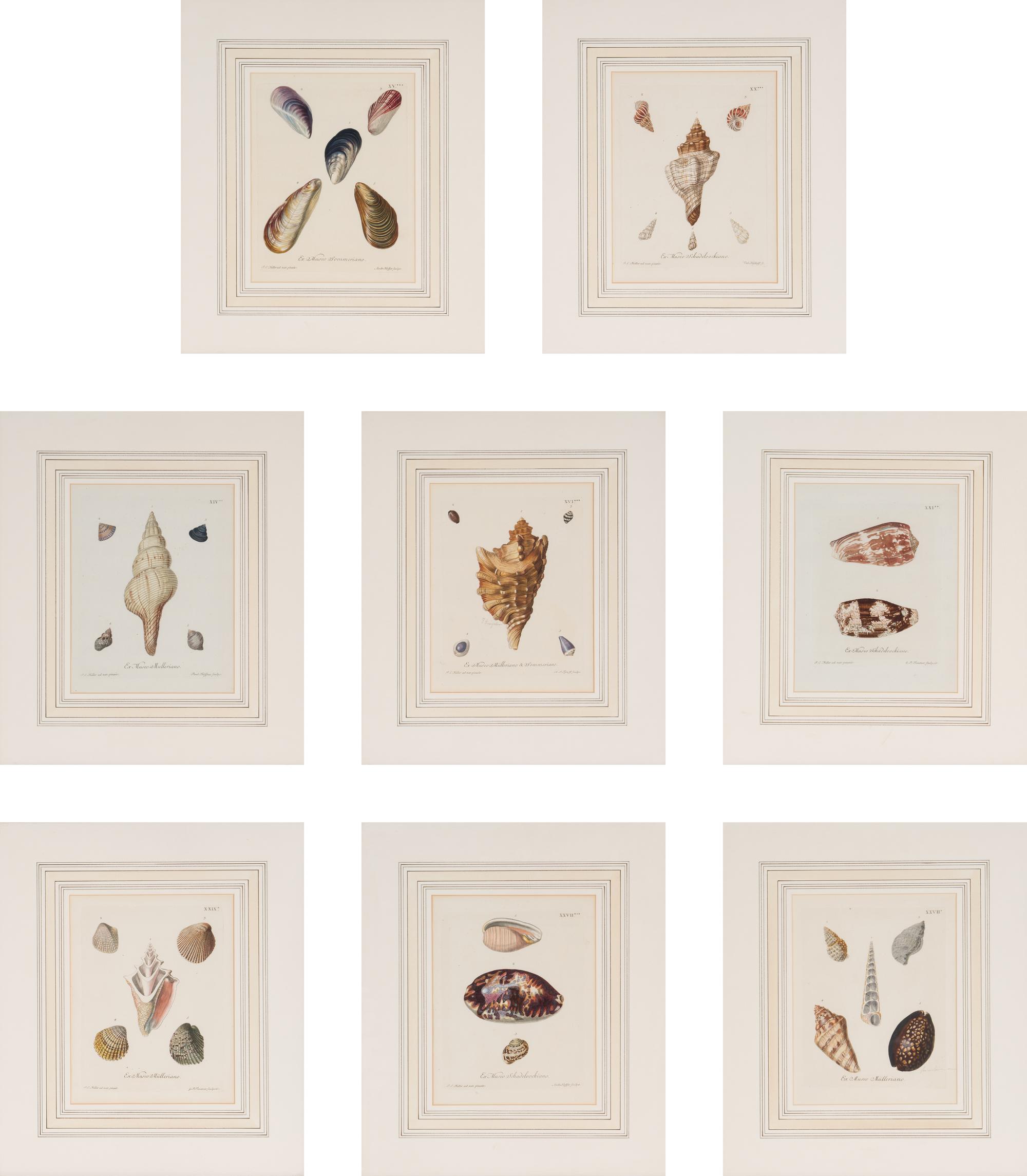 A Set of Eight Hand-Colored Engravings of Shell Specimens by Wolfgang Knorr (German, 18th Century)