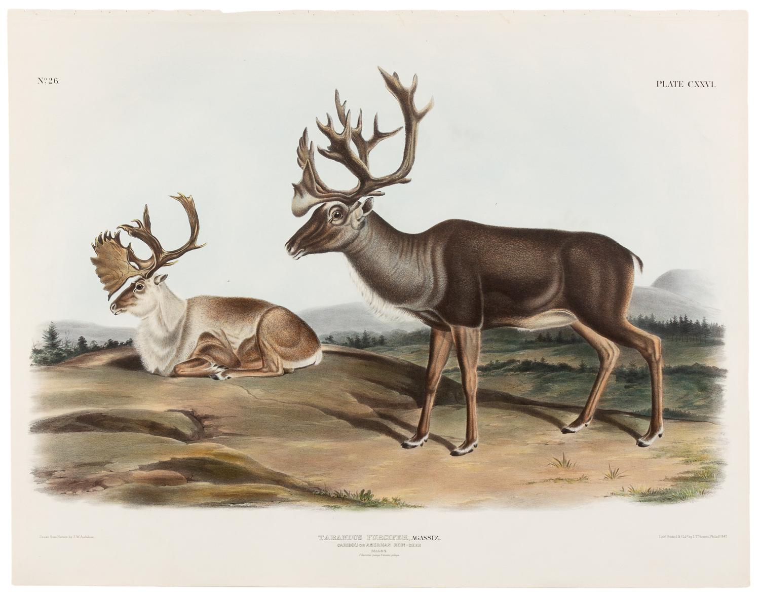 AUDUBON, John James (1785-1851)