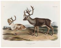 AUDUBON, John James (1785-1851)