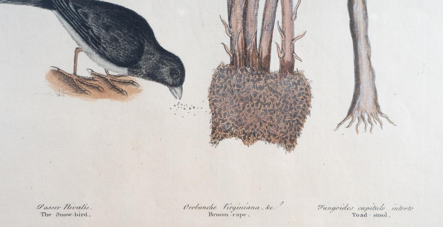 Six Colored Botanical Engravings