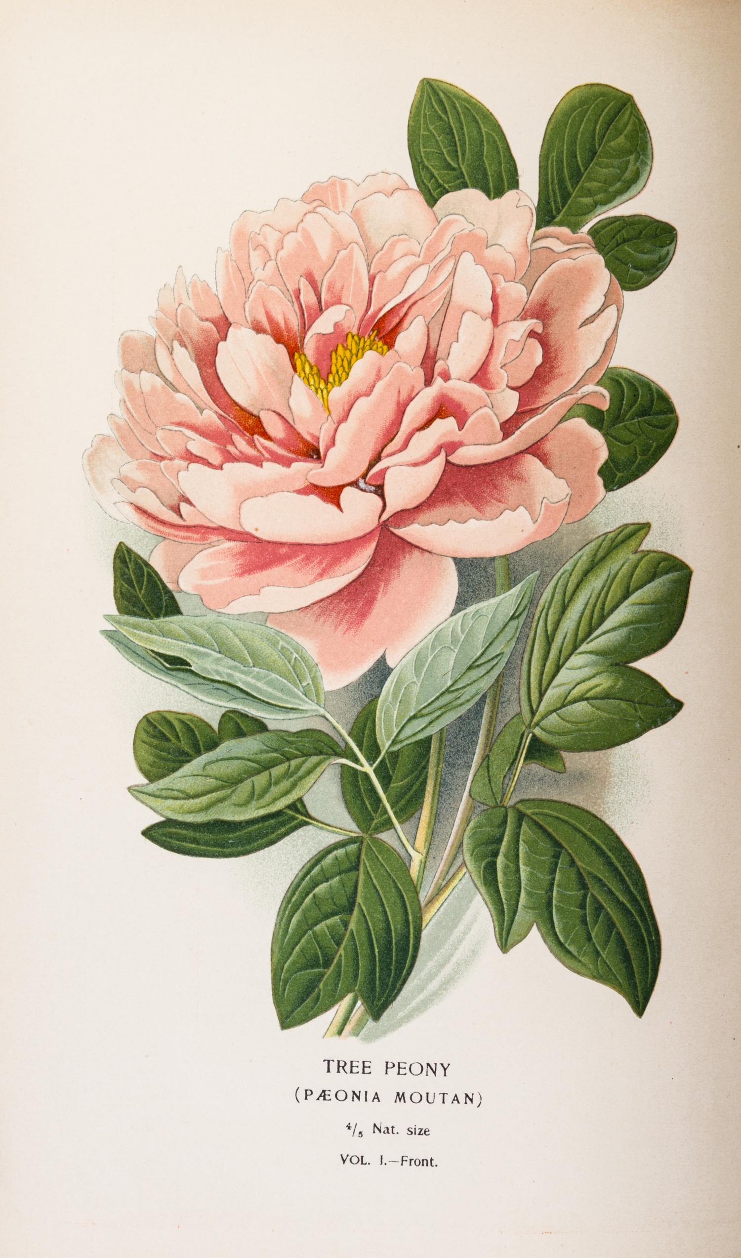 (BOTANY) STEP, EDWARD. Favourite Flowers of Garden and Greenhouse. London and New York, 1896. 4 vols.