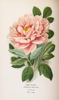 (BOTANY) STEP, EDWARD. Favourite Flowers of Garden and Greenhouse. London and New York, 1896. 4 vols.
