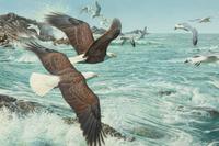 Wings, Wind and Sea , 1995
