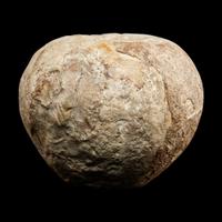 An Egyptian Hard Hand Stone Pestle and Mace Head