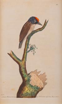 A Set of Four Hand-Colored Orinithological Engravings After Frederick Nodder — 19TH CENTURY