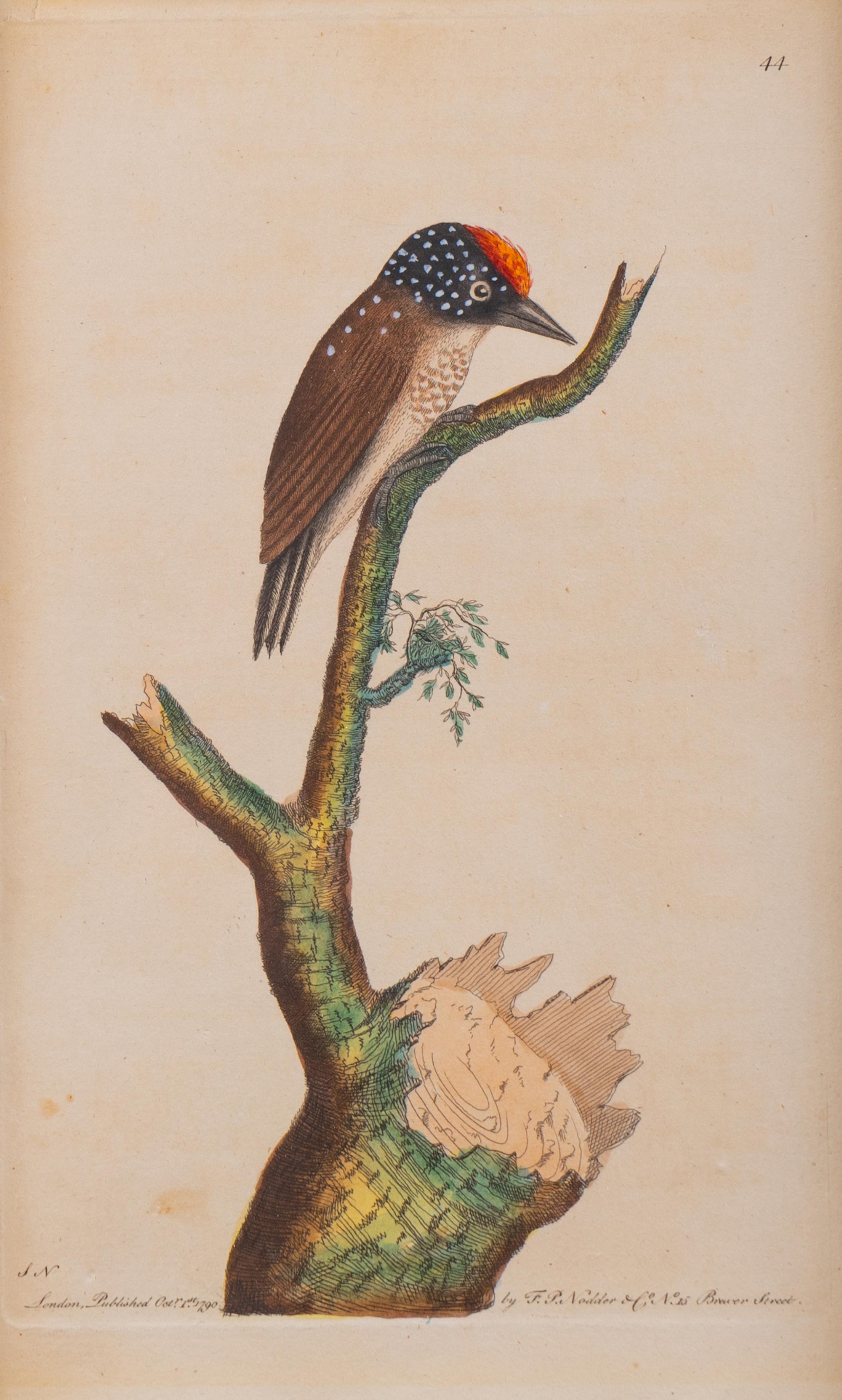 A Set of Four Hand-Colored Orinithological Engravings After Frederick Nodder — 19TH CENTURY
