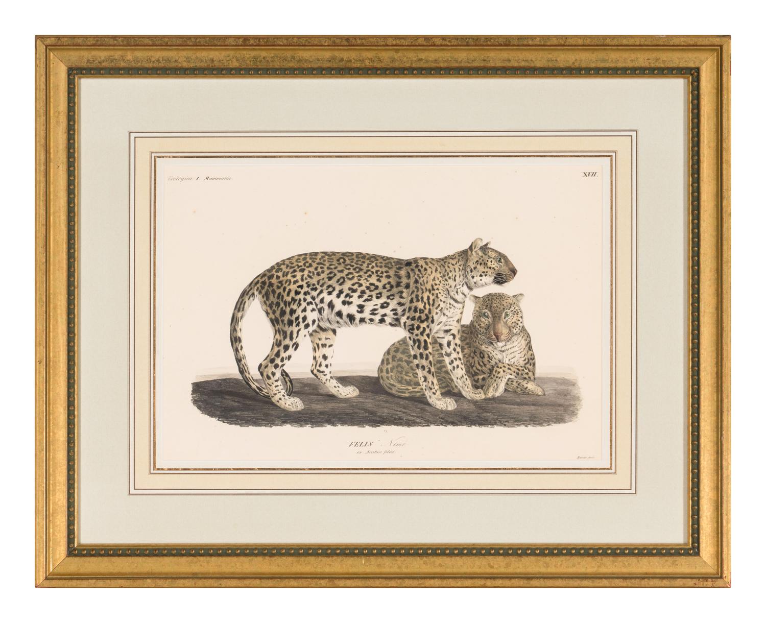 Two Printed Zoological Illustrations