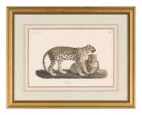 Two Printed Zoological Illustrations