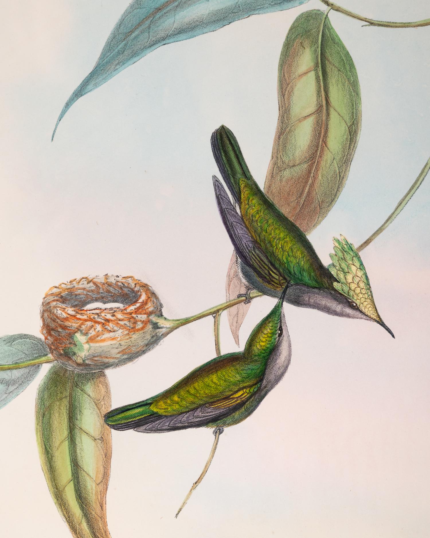 Orthorhynchus Exilis , plate 207