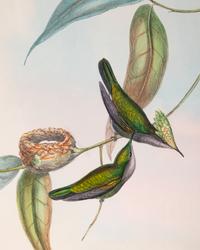 Orthorhynchus Exilis , plate 207
