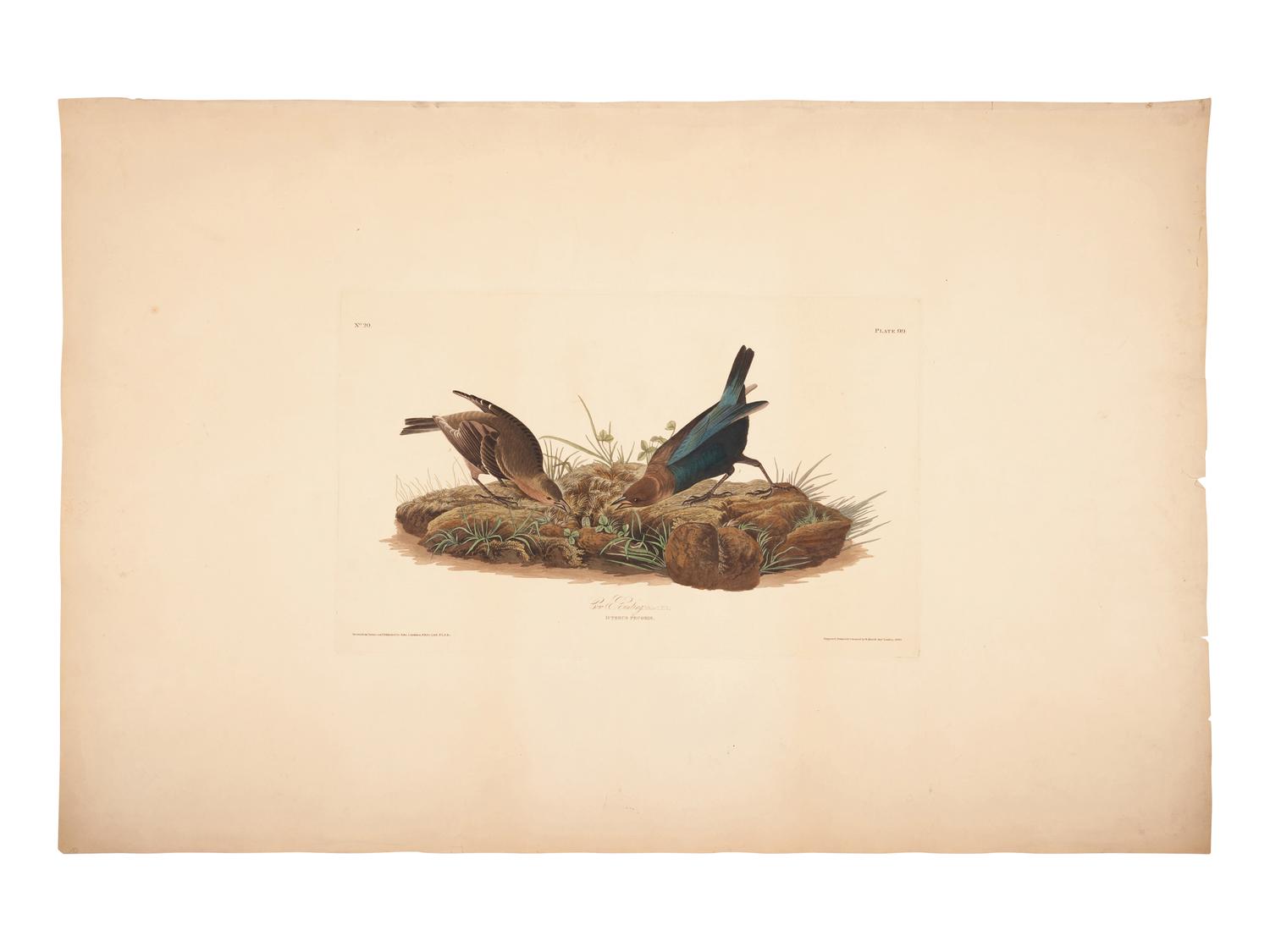 AUDUBON, John James (1785-1851).