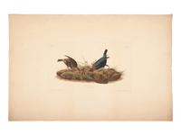 AUDUBON, John James (1785-1851).