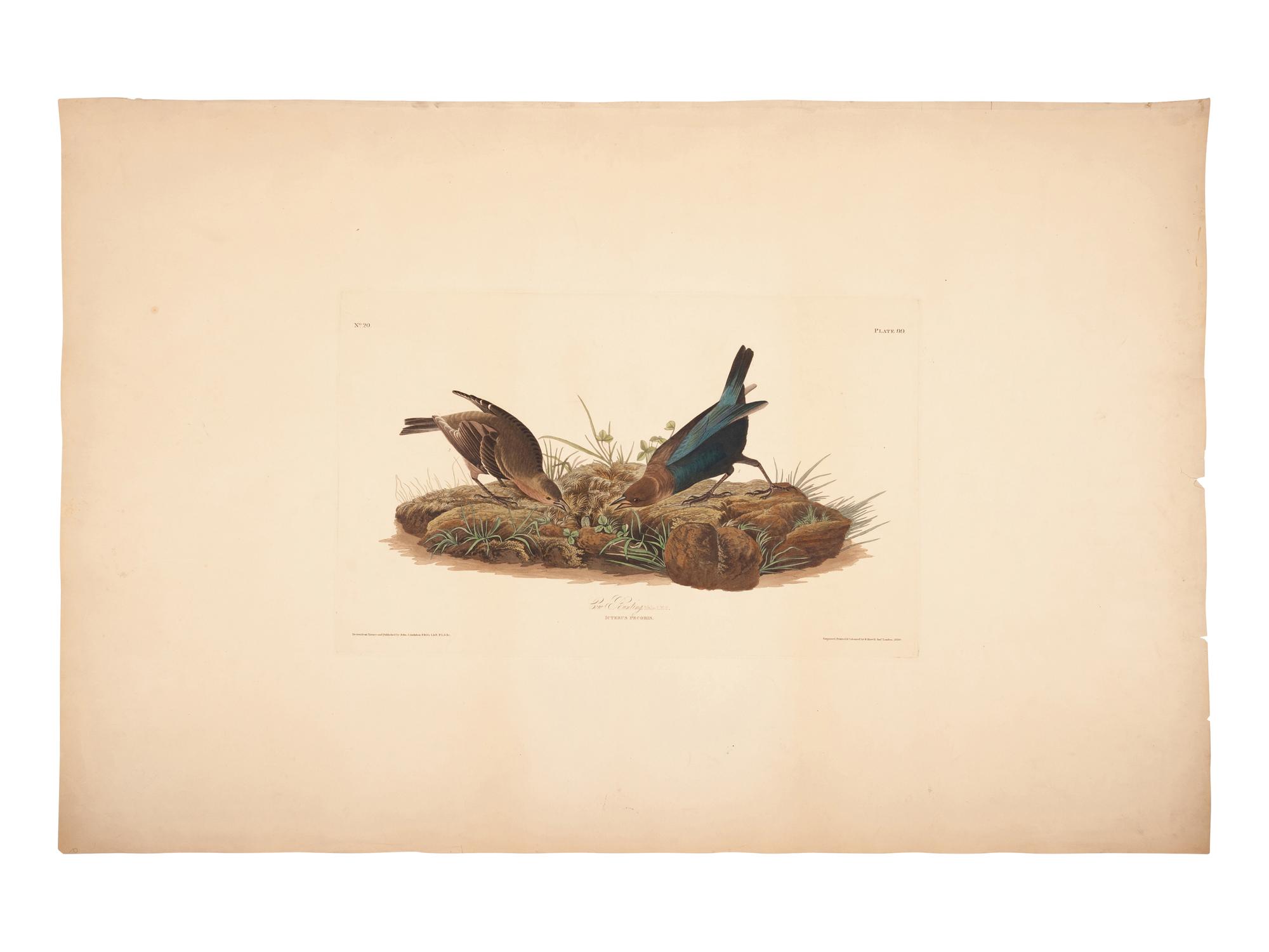 AUDUBON, John James (1785-1851).
