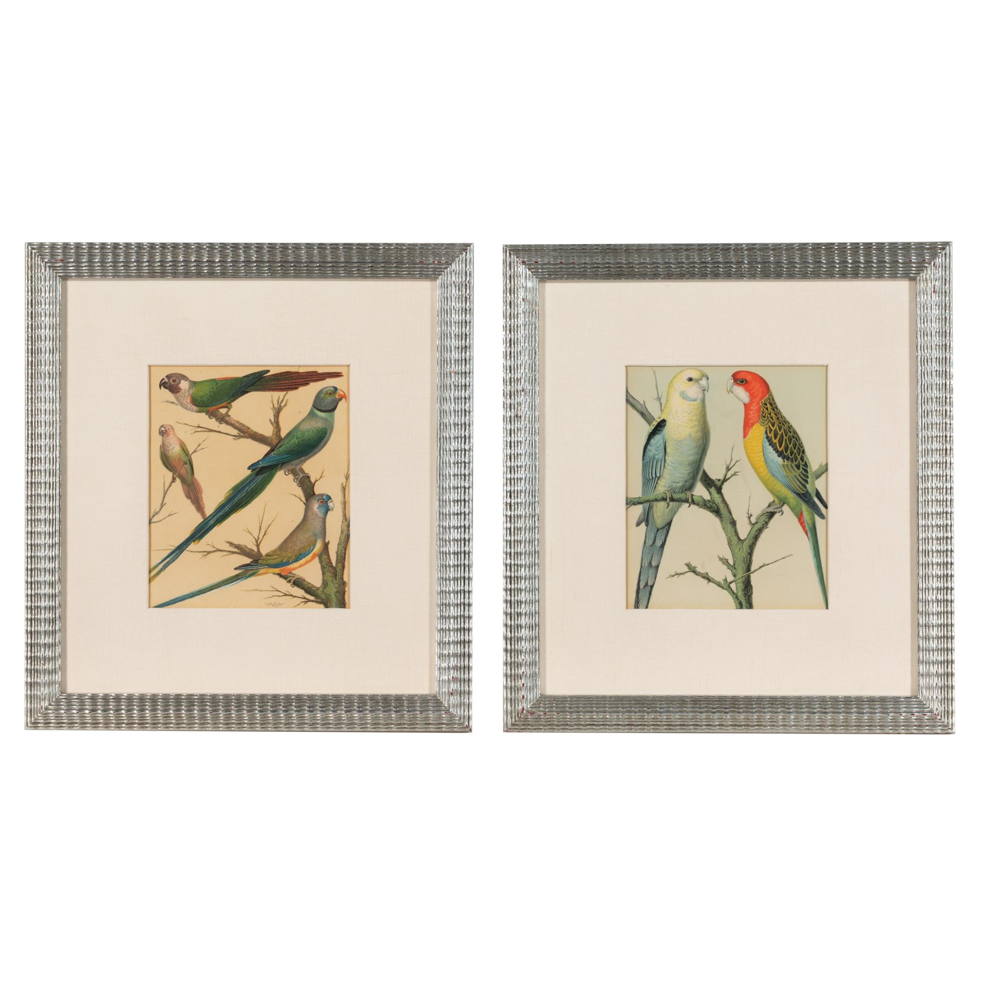 The Illustrated Book of Canaries and Cage-Birds, British and Foreign Cassell & Co., Limited: Six Plates