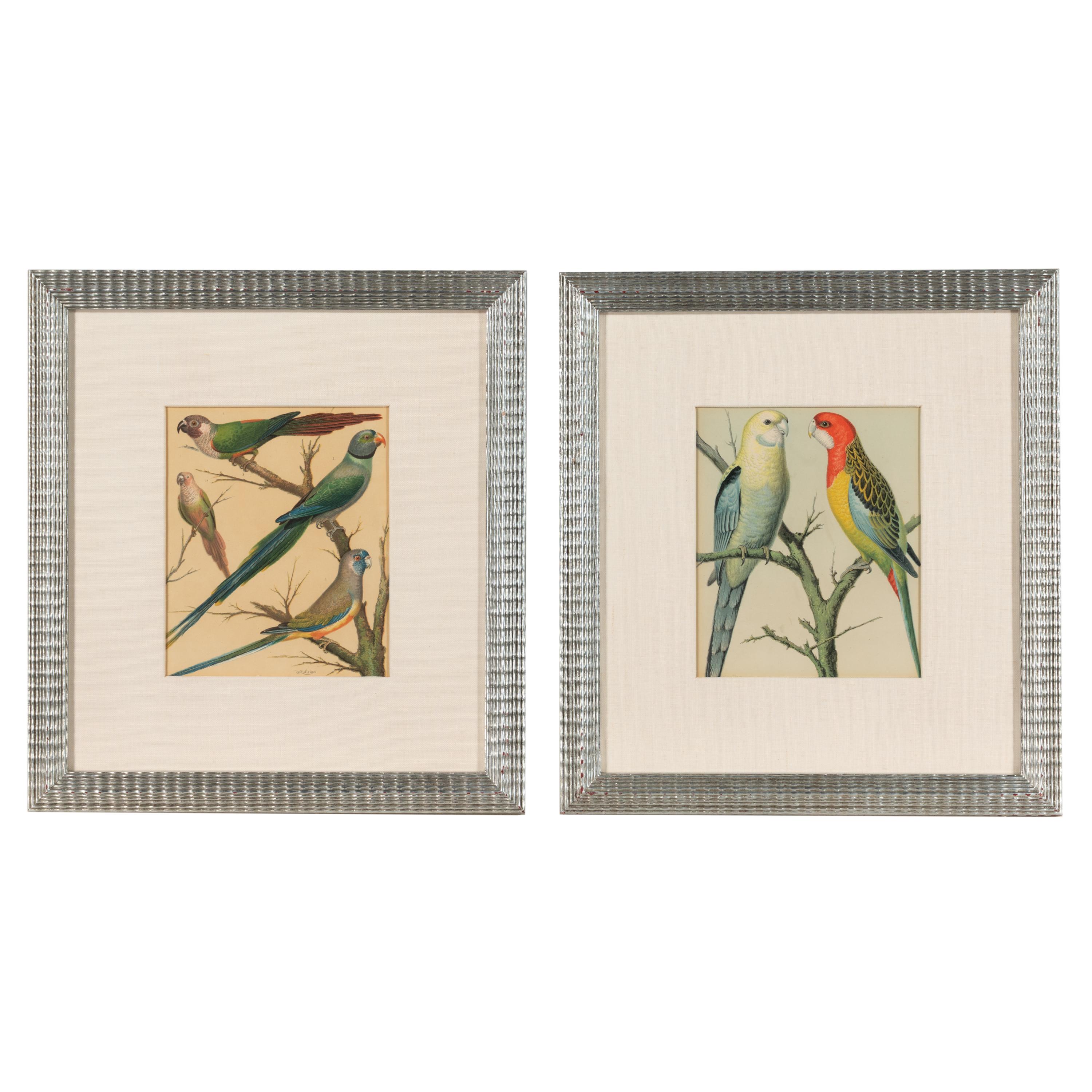 The Illustrated Book of Canaries and Cage-Birds, British and Foreign Cassell & Co., Limited: Six Plates