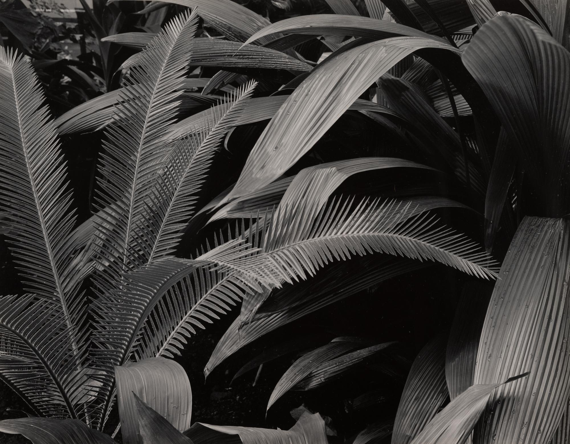 Bronx Botanical Garden (NY158), New York