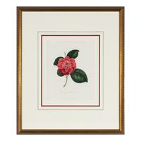 A Set of Five French Botanical Prints