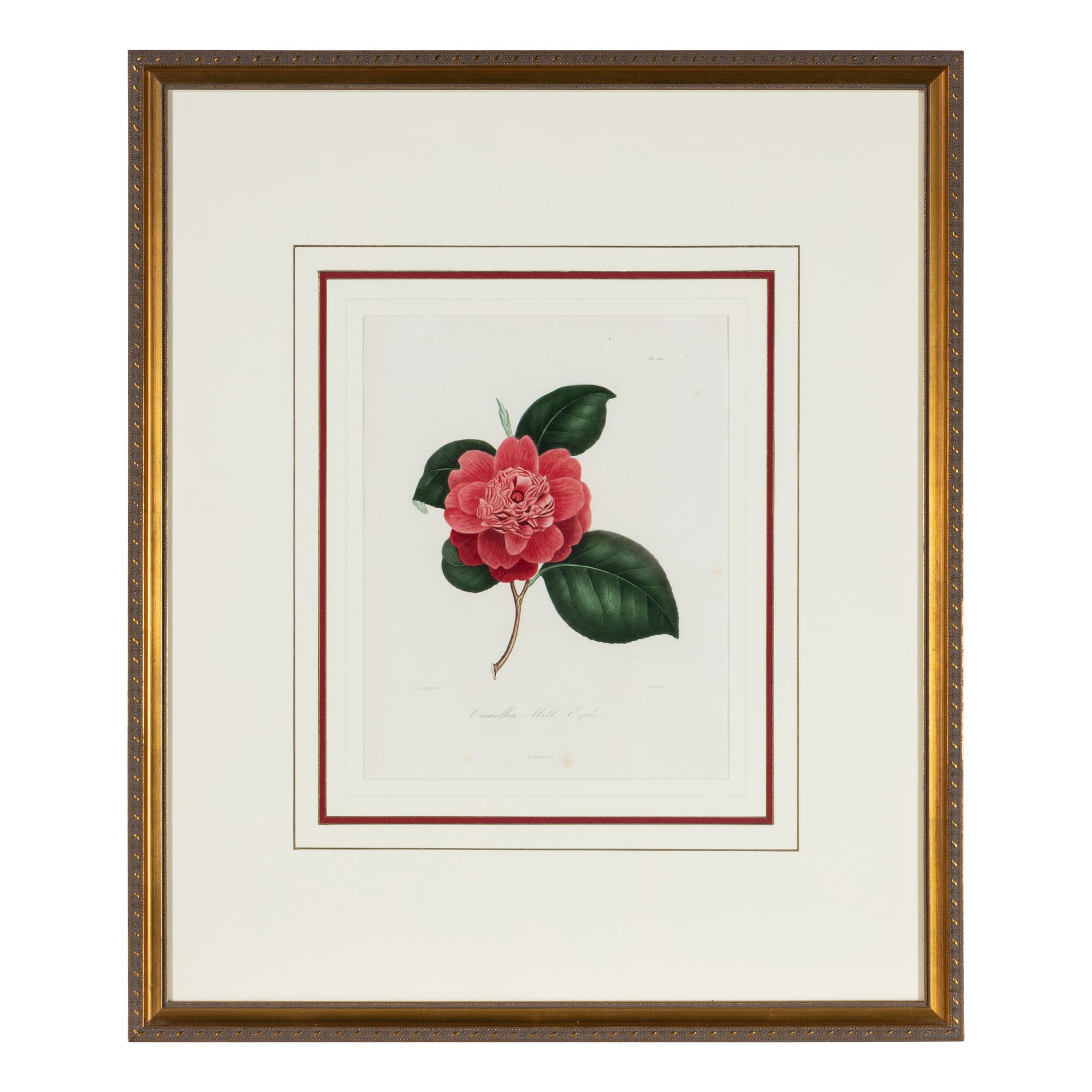 A Set of Five French Botanical Prints