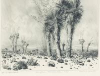 Springtime, Paradise Valley, Ariz.