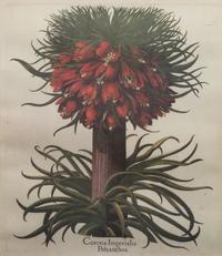 Two Framed Botanical Prints
