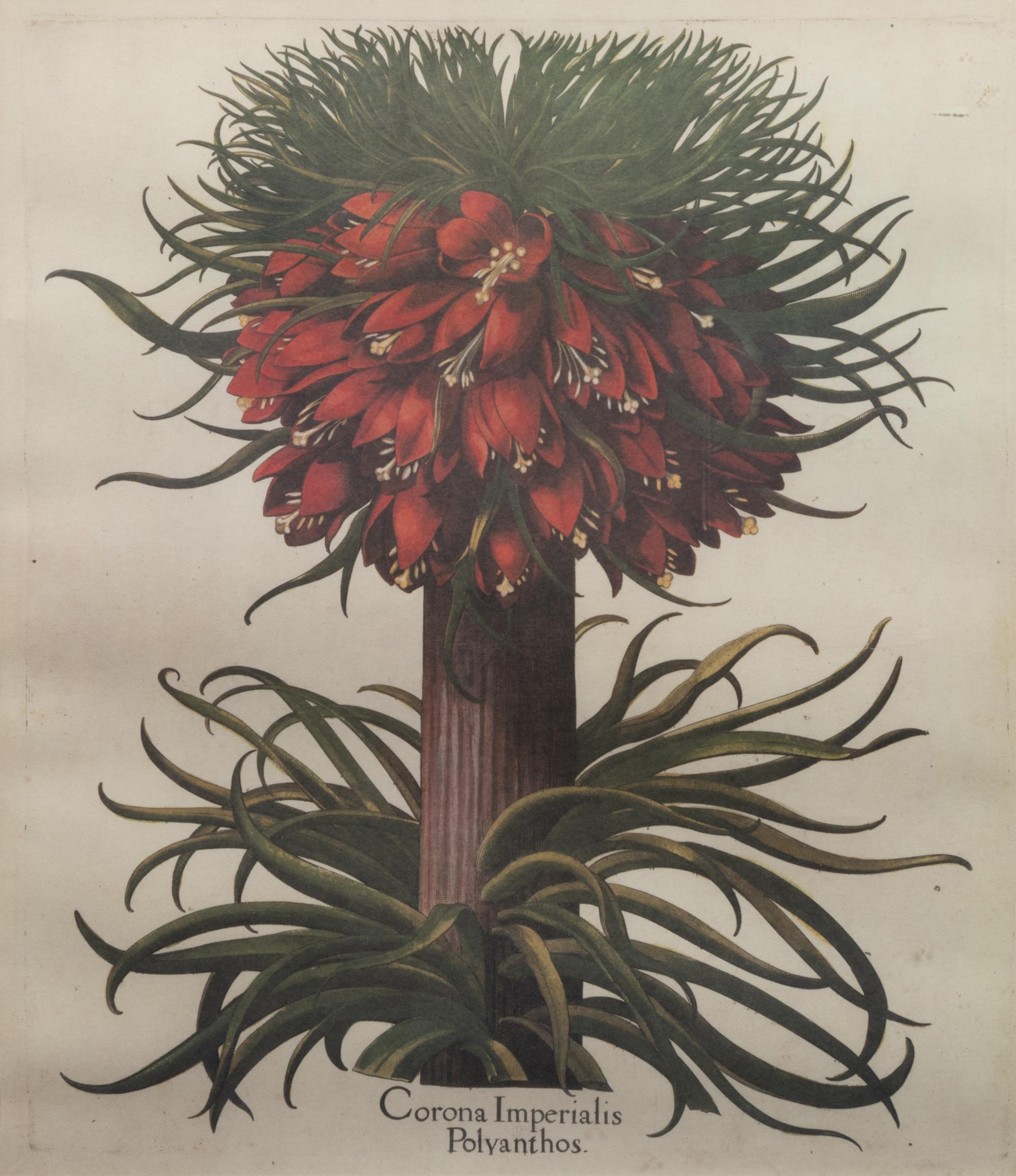Two Framed Botanical Prints