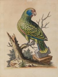 A Set of Twelve Hand-Colored Engravings of Parrots from A Natural History of Uncommon Birds by George Edwards (English, 1694-1773)