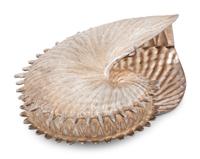 A Mexican Silver Shell-Form Table Ornament