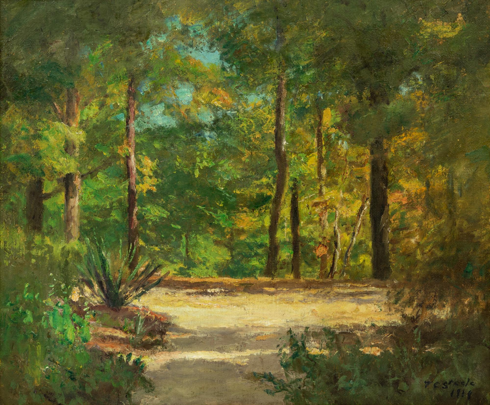 Forest Landscape
