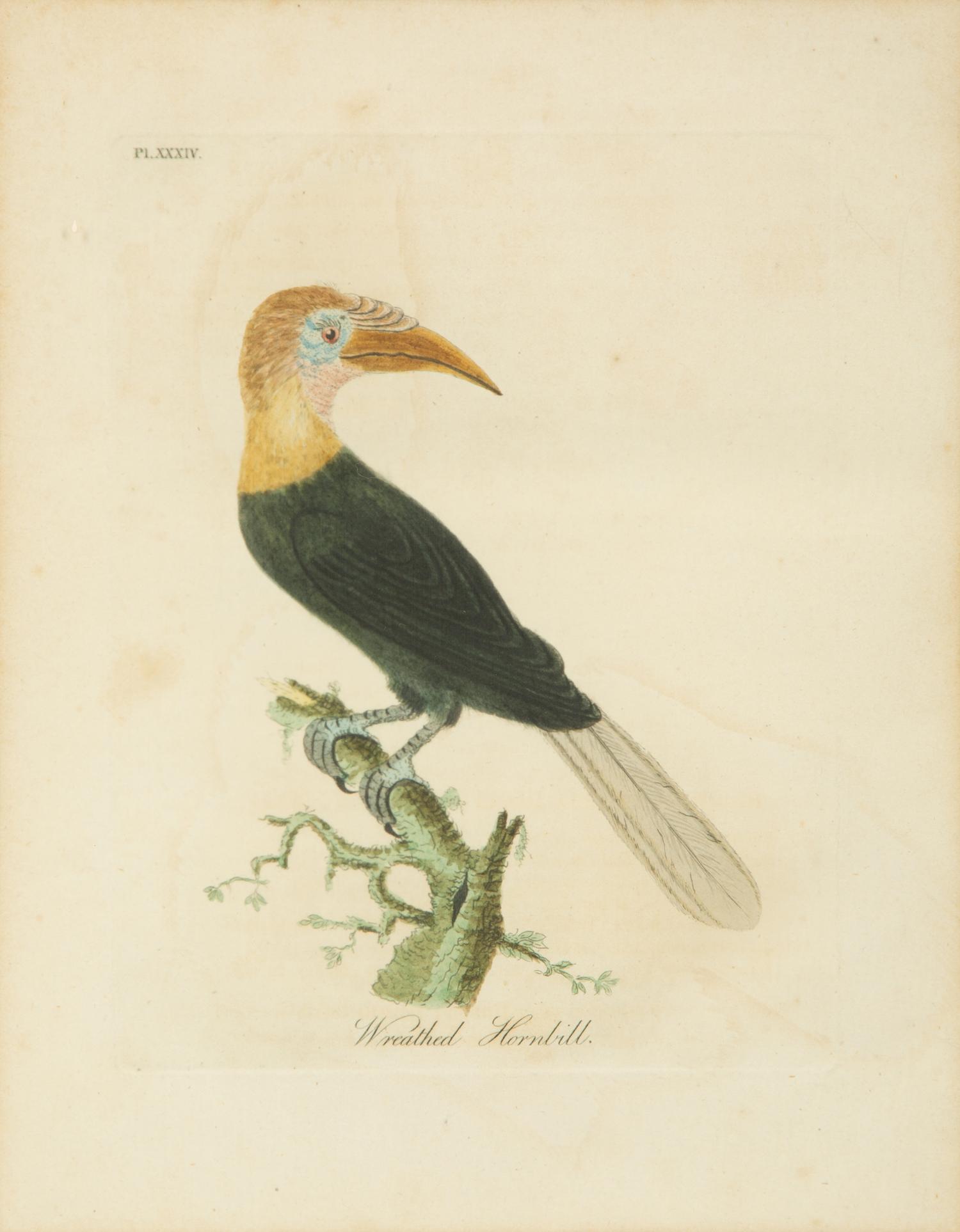 A Collection Ten Ornithological Gilt Framed Hand Colored Lithographs from Shaw's General Zoology — 19TH/20TH CENTURY