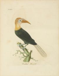 A Collection Ten Ornithological Gilt Framed Hand Colored Lithographs from Shaw's General Zoology — 19TH/20TH CENTURY