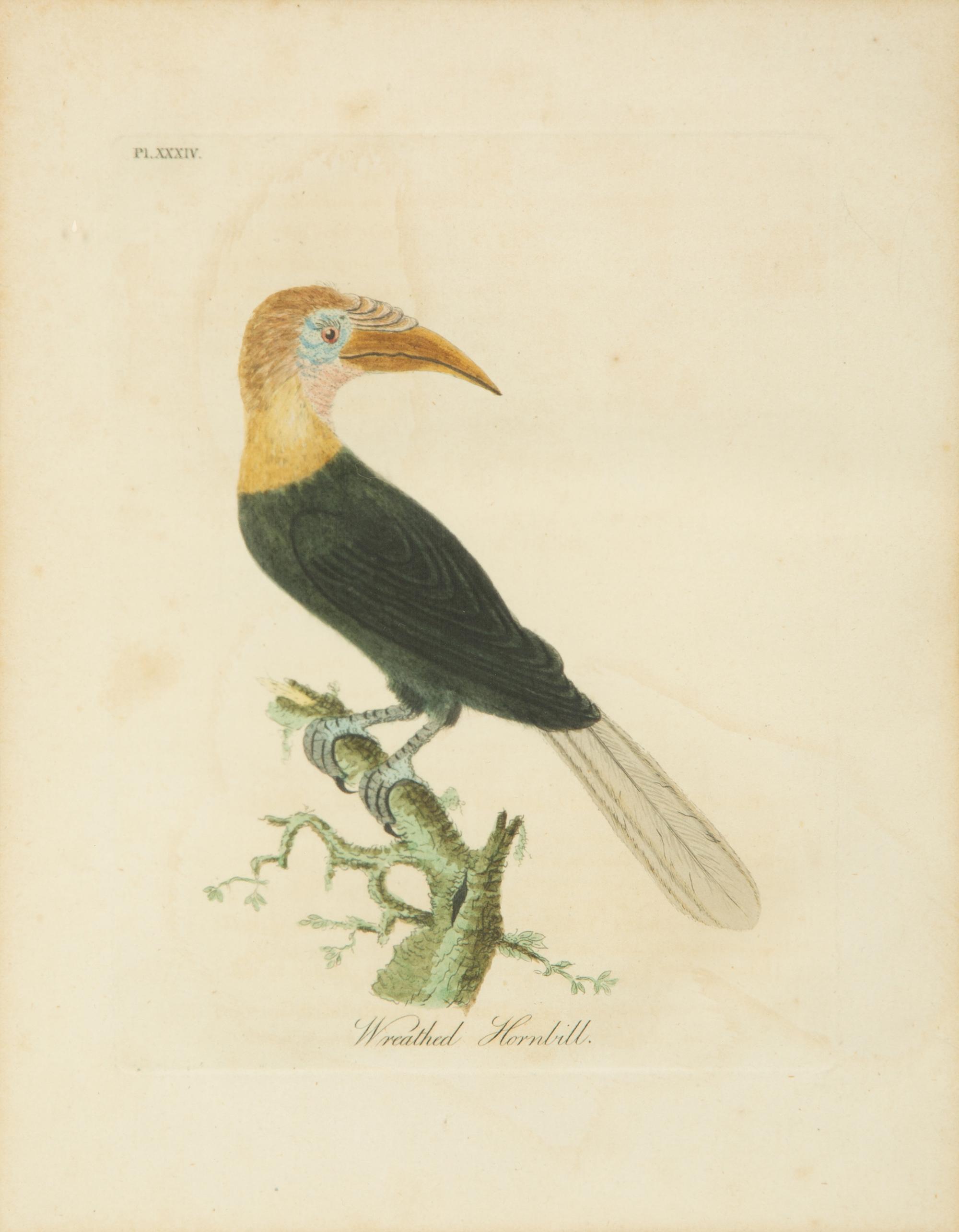 A Collection Ten Ornithological Gilt Framed Hand Colored Lithographs from Shaw's General Zoology — 19TH/20TH CENTURY