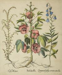 A Set of Six Hand-Colored Botanical Engravings After Basilius Besler (German, 1561-1629) — 19TH CENTURY