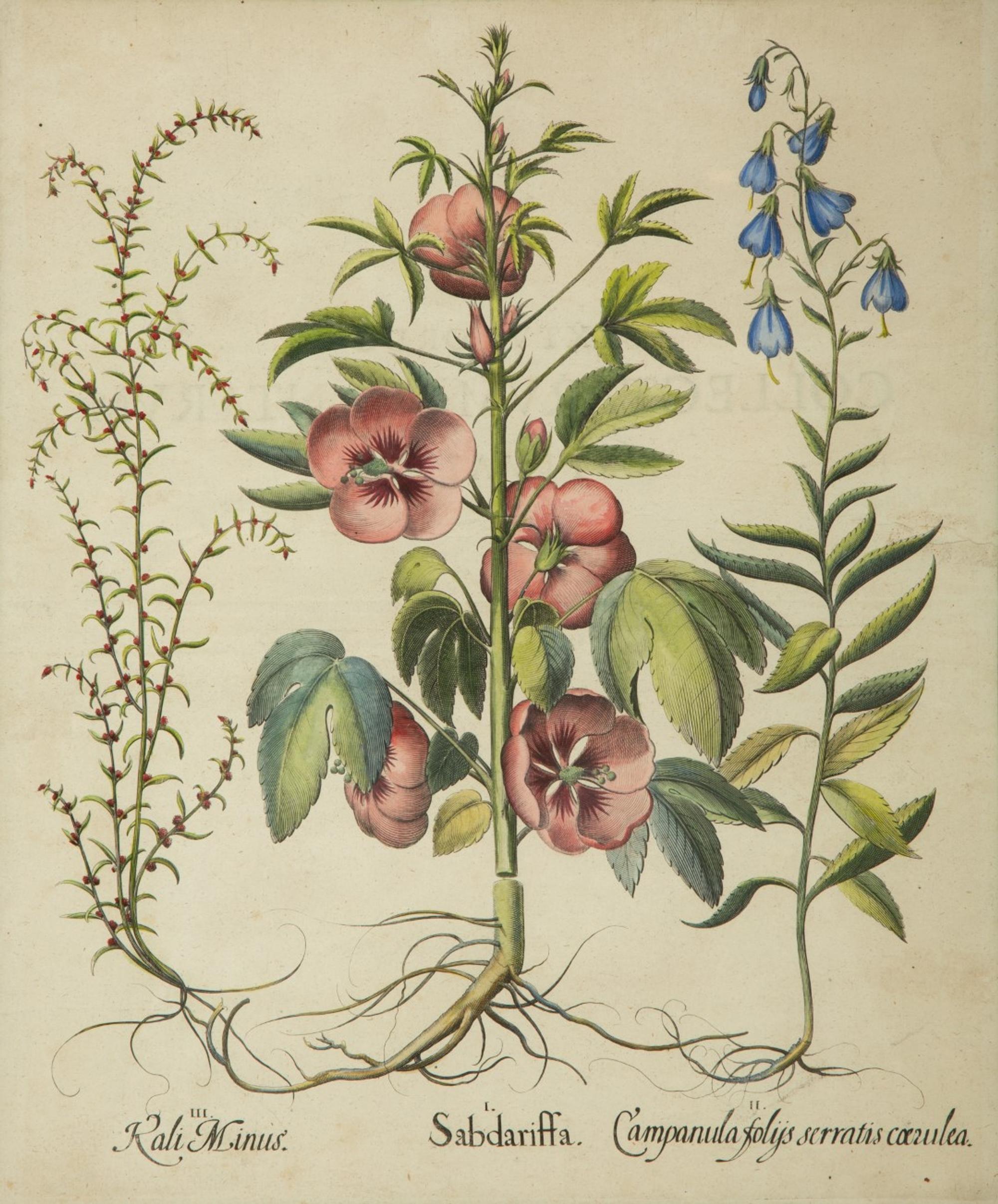 A Set of Six Hand-Colored Botanical Engravings After Basilius Besler (German, 1561-1629) — 19TH CENTURY