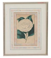 A Collection of Twelve Botanical Engravings Largest framed dimensions 27 x 9 inches. — 19TH/20TH CENTURY