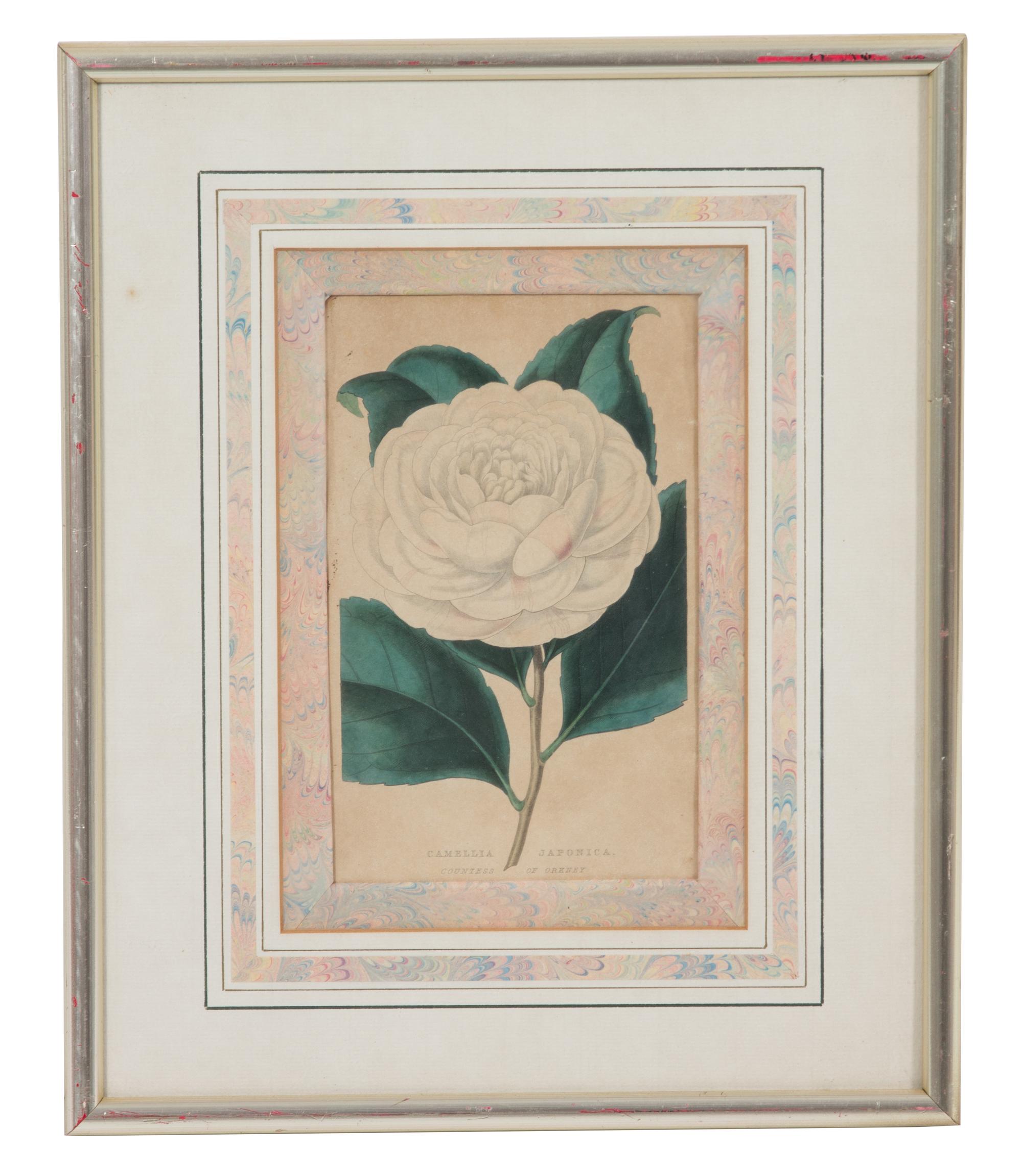 A Collection of Twelve Botanical Engravings Largest framed dimensions 27 x 9 inches. — 19TH/20TH CENTURY