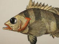 A Pair of Ichthyological Prints After Werner Del Marechal