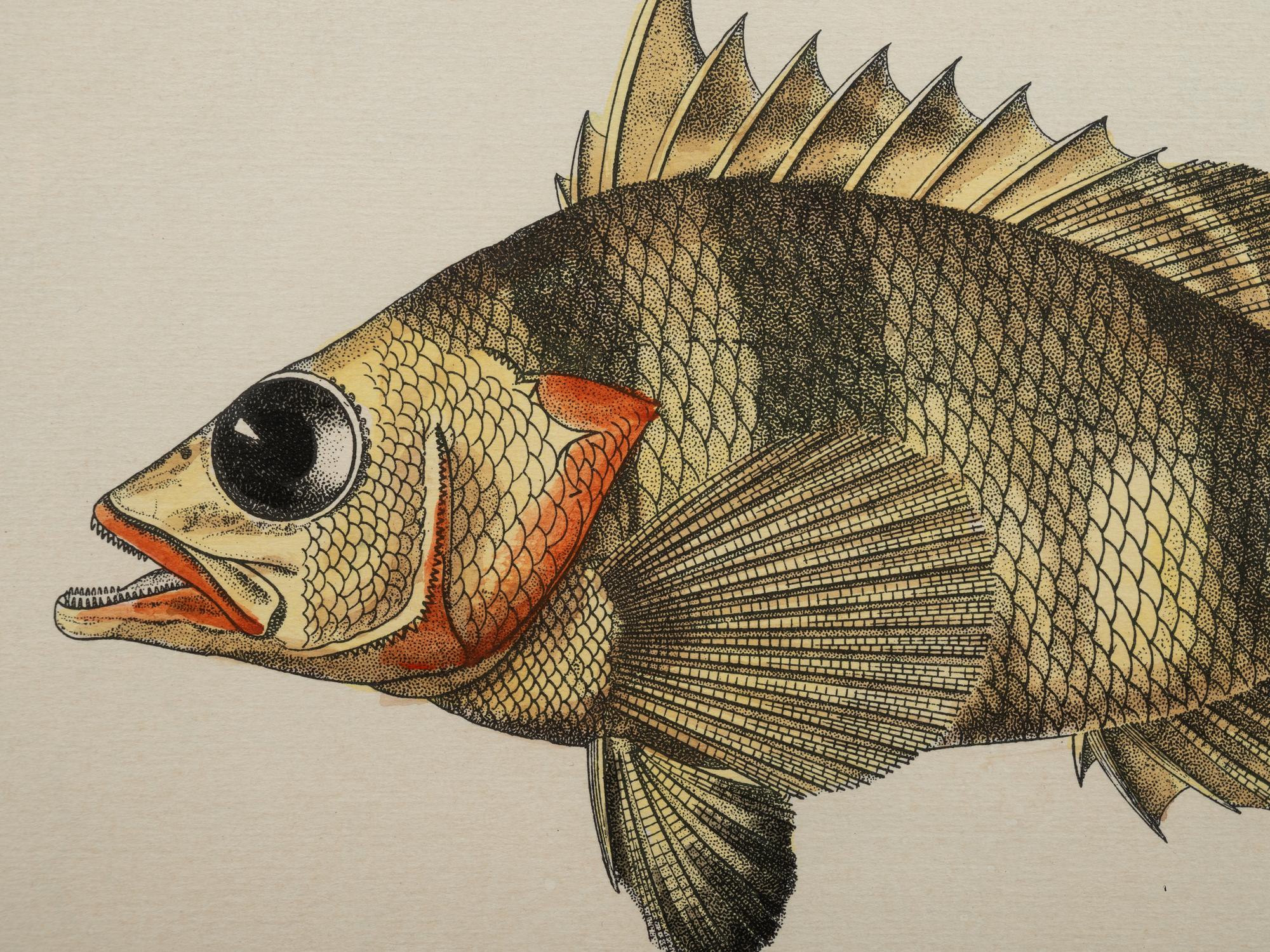 A Pair of Ichthyological Prints After Werner Del Marechal