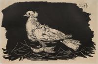 Pigeon Blanc Fond Noir