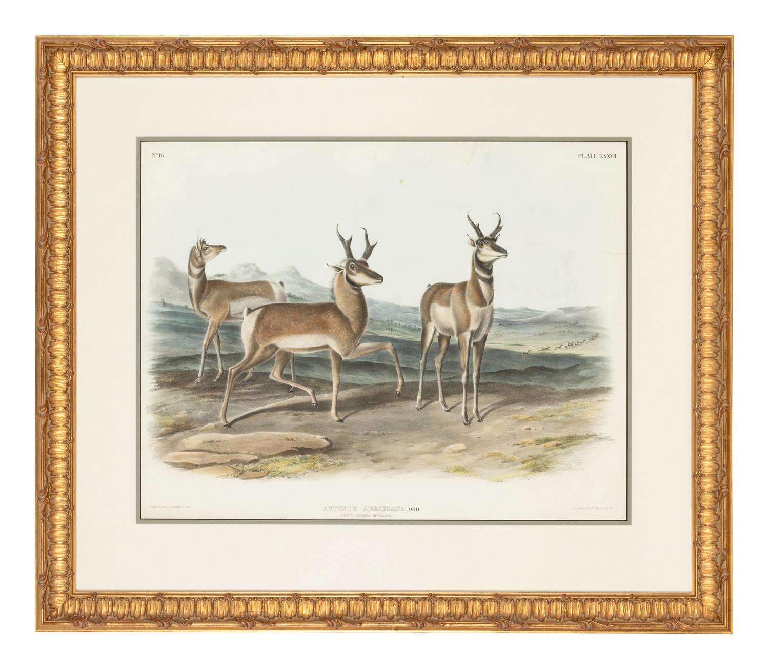 AUDUBON, John James (1785-1851)