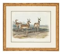 AUDUBON, John James (1785-1851)