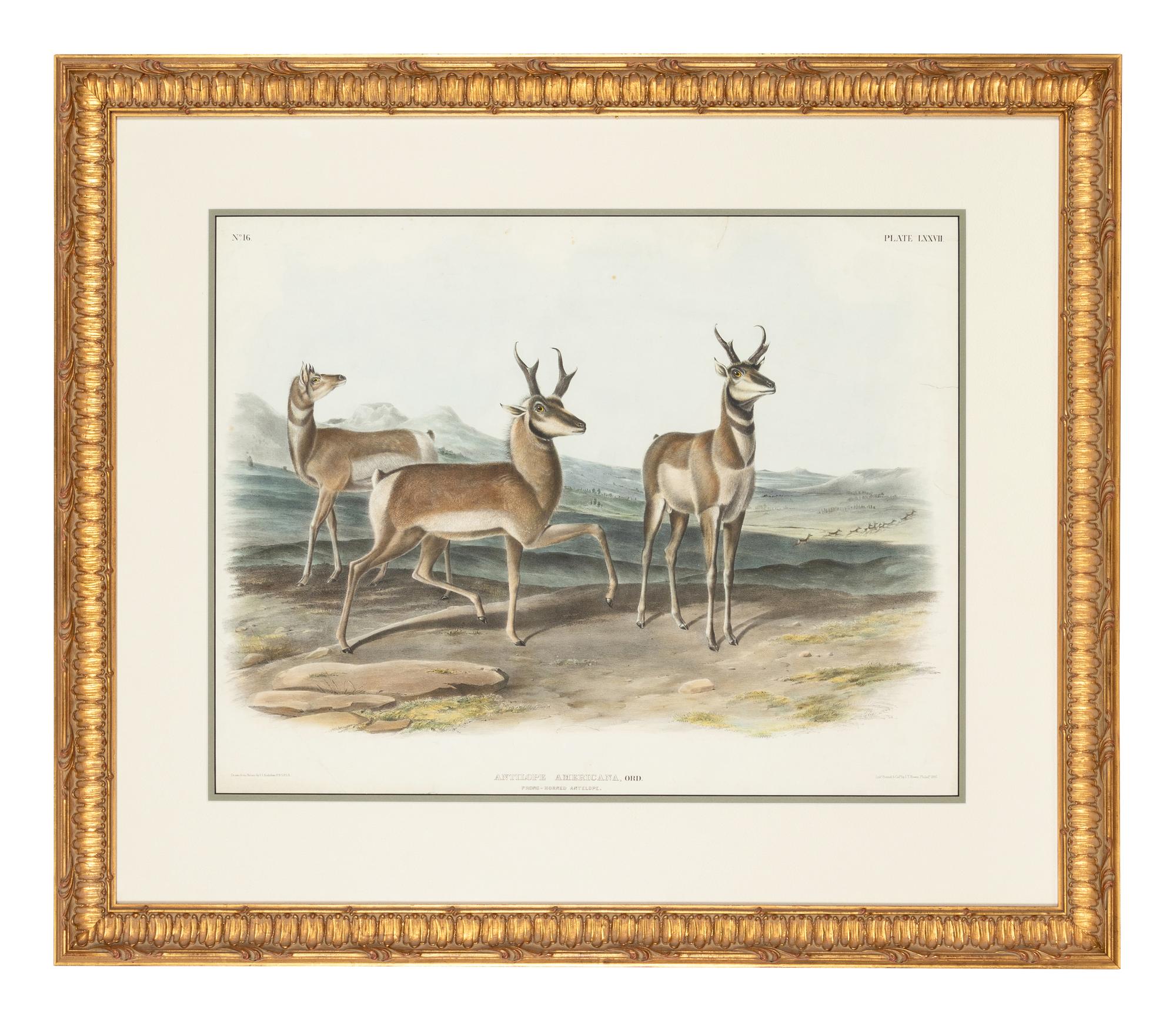 AUDUBON, John James (1785-1851)