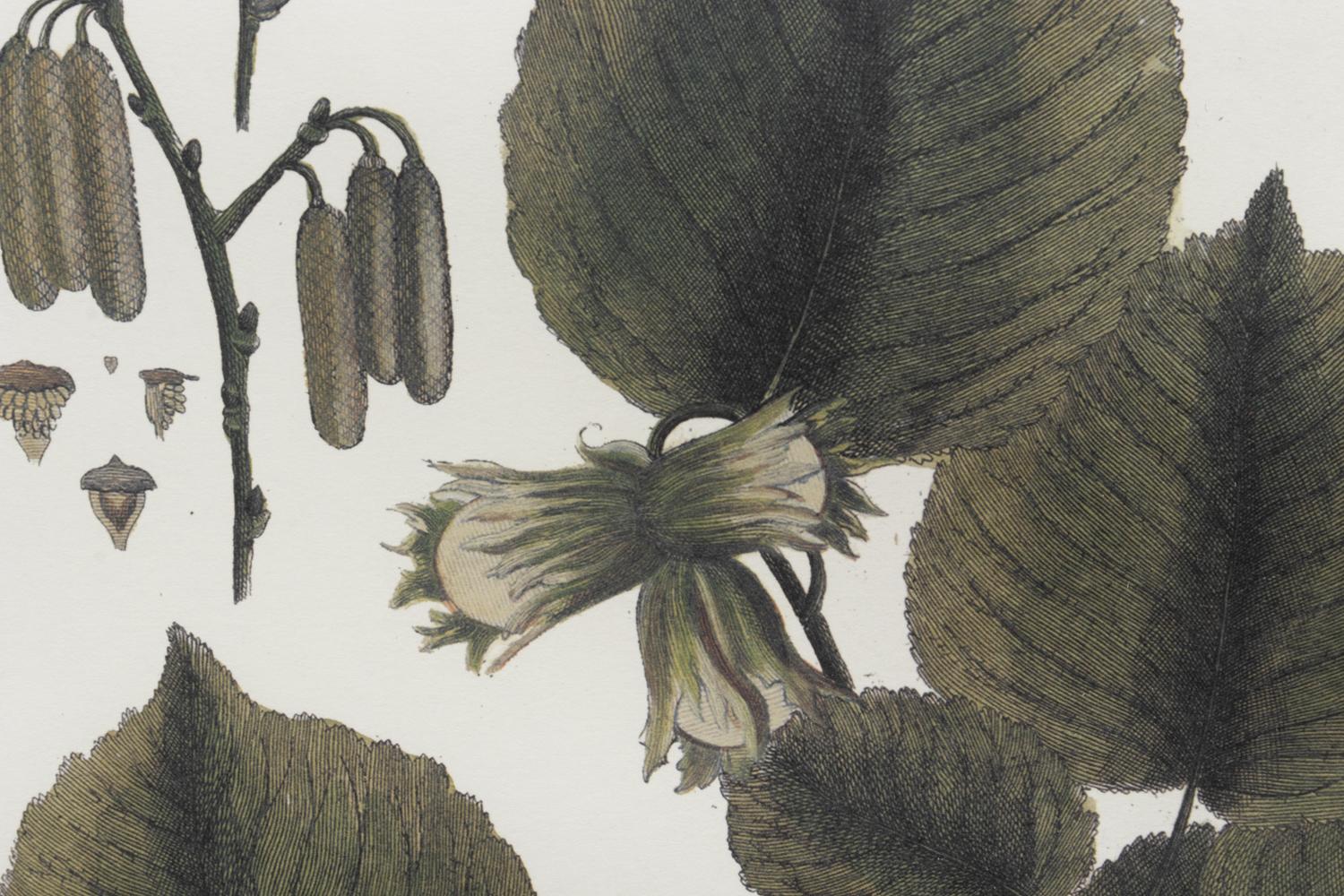 Two Framed Botanical Prints
