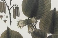 Two Framed Botanical Prints