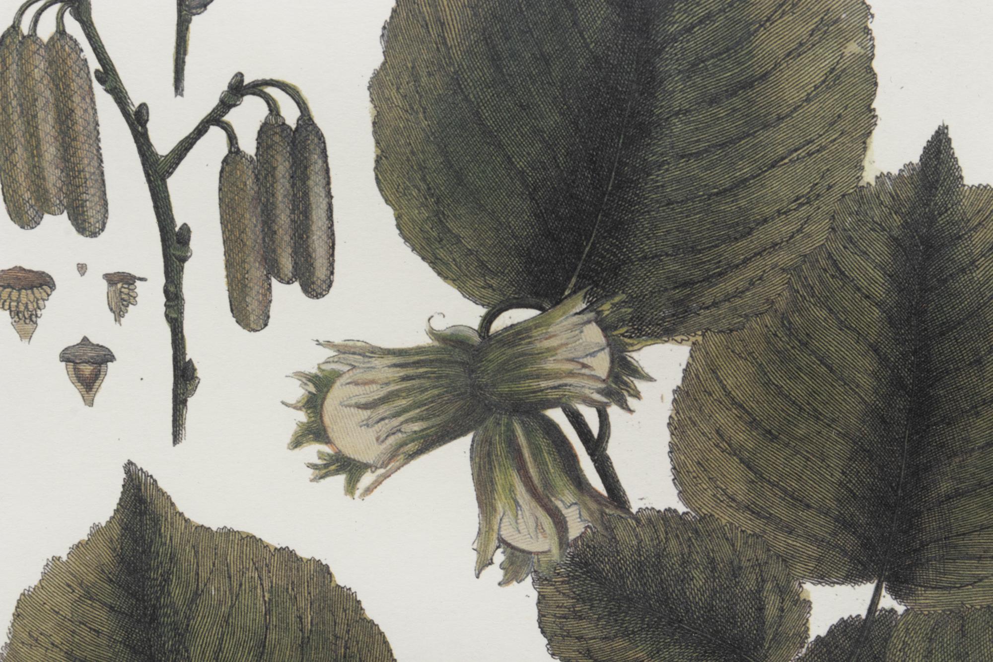 Two Framed Botanical Prints