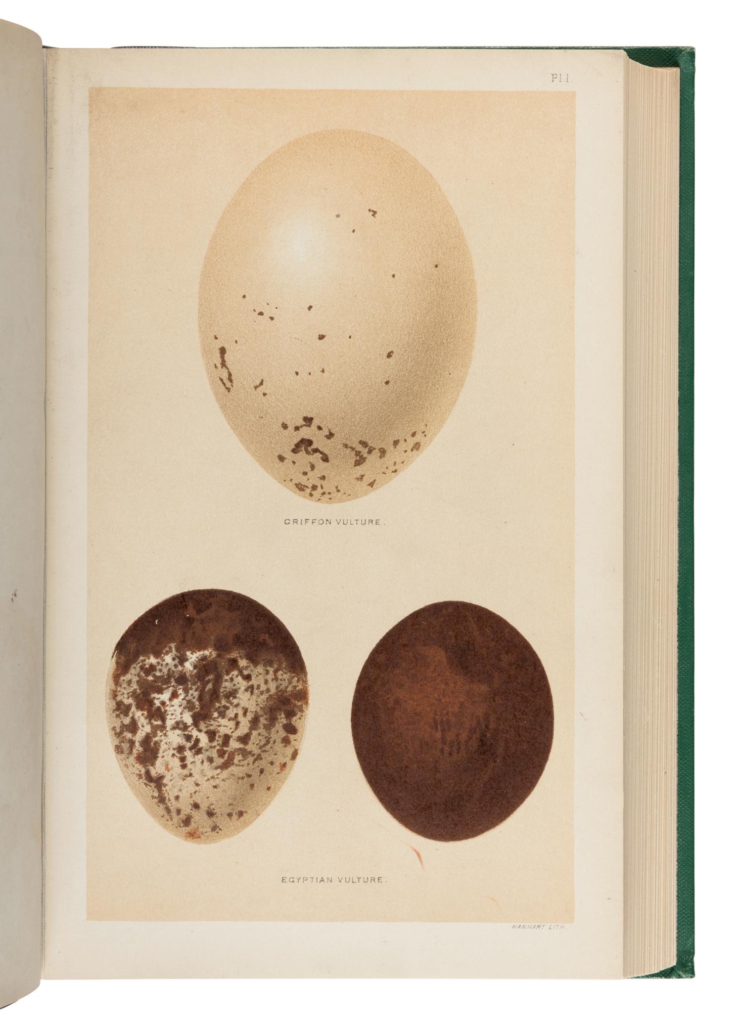 [Natural History]. Seebohm, Henry (1832-1895). A History of British Birds, with Coloured Illustrations of their Eggs . London: R.H. Porter and Dulau & Co., 1883-1885.